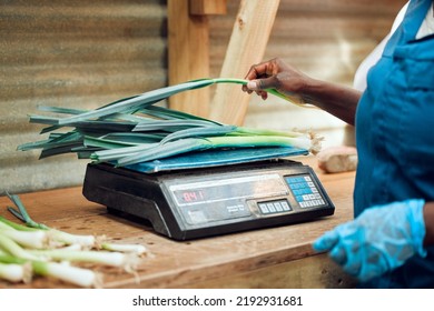 Electronic, Digital And Retail Scale Weighing Vegetables For Customer At Food And Fruit Supermarket. Female Grocery Store Worker Checking The Cost Of Health Produce With Computing Price Machine.