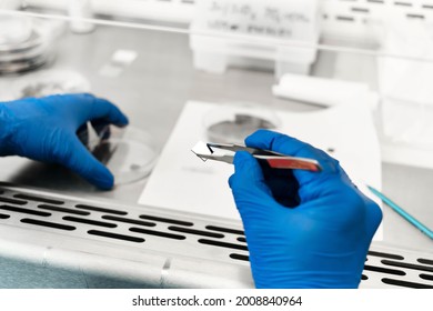 Electronics engineering scientist  working with silicon micro chip. Chemistry researcher holding microprocessor with tweezers. Semiconductor technological manufacturing process