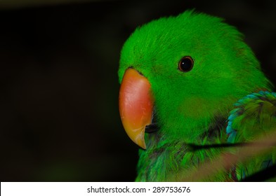 Electus parrot close-up