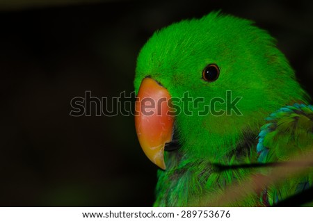 Electus parrot close-up