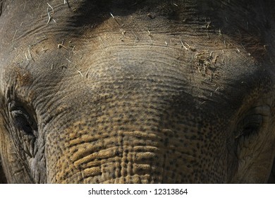 Elefant