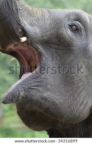 Elefant