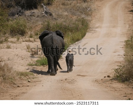 Similar – Image, Stock Photo be small Baby elefant