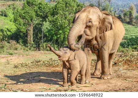 Similar – Image, Stock Photo be small Baby elefant