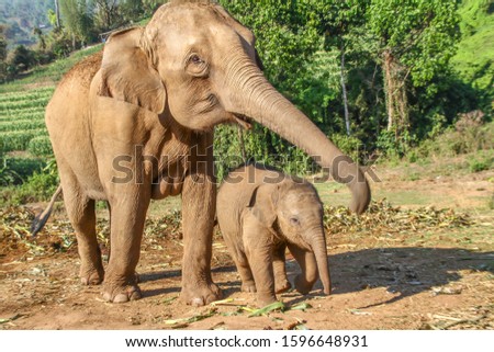 Similar – Image, Stock Photo be small Baby elefant