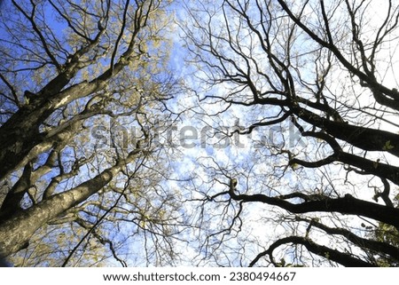 Similar – Geäst Baum grün