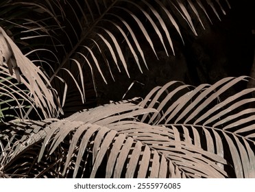 Elegance of The intricate natural light and shadow of a palm leaf on dark background. Low key lighting Nature background, Tropical leaves textured wallpaper, use it as your Wallpaper, Poster and Space - Powered by Shutterstock