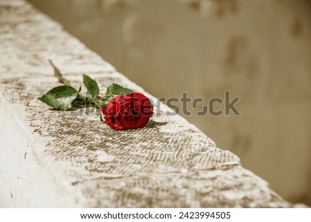 Elegance personified A single, perfect rose unfurls its beauty against a pristine white background, its vibrant color a stark contrast, symbolizing the passion and intensity of love.