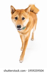 Elegant Active Dog Shiba Inu Walking On White Background With Long Beautiful Legs. Pet Accessory Green Bow On The Neck. Looking At Camera, Full Length, Front View. Pet Is Coming. Animal Theme Photos