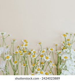 Elegant aesthetic chamomile daisy flowers pattern on neutral beige background with copy space