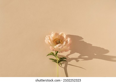 Elegant aesthetic peony flower with sunlight shadows on neutral peachy beige background - Shutterstock ID 2102252323
