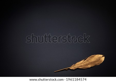 Elegant background, template for text or logo. Golden feather on the black background. Free space, copy space. Fashion, beauty backdrop.