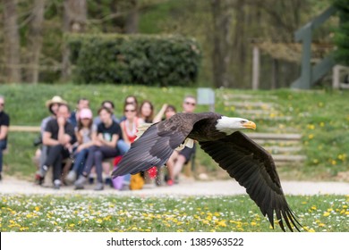 Elegant bald eagle flying experience in a nature