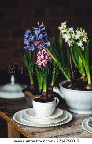 Elegant beautiful dinner table setting with a floral composition with bulbous hyacinth flowers as centrepiece. Easter celebration. White wine, vintage tableware. Bohemian style. Dark background