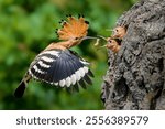 Elegant bird with crest in flight. Eurasian hoopoe (Upupa epops) feeding two chicks with worm in a tree nest. Beautiful wild european animal in nature. Cute wildlife scene in spring in Hungary.