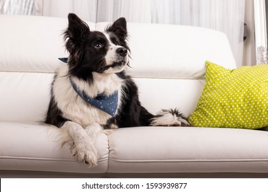 Elegant border collie dog laying on a white leather couch with a green pillow. He has a derpy face.