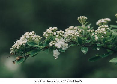 An elegant branch of spiraea. White flowers bloom when it rains. - Powered by Shutterstock