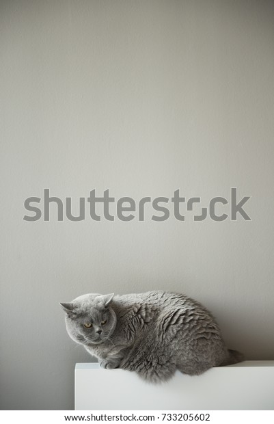 Elegant British Short Hair Cat Sitting Royalty Free Stock