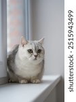 An elegant British Shorthair Chinchilla cat with a luxurious, silvery coat and striking emerald-green eyes. The cat