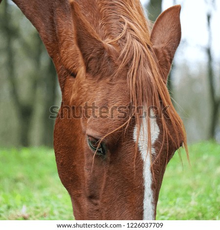 Similar – long face, little horse