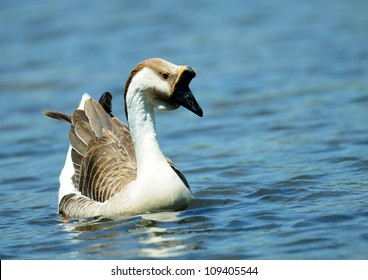 Elegant Brown And White Chinese Goose