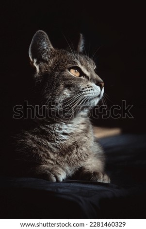 Elegant Cat Portrait, Elegant Cat Portrait,Whiskers and Paws,
Graceful Cat Pose,
The Eyes Have It,
Inquisitive Kitty, Sleek and Sophisticated, Regal Cat Portrait, black background, Elegant and Enchant