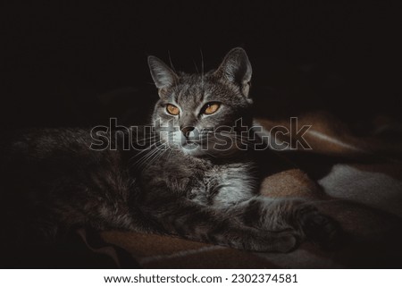 Elegant Cat Portrait, Elegant Cat Portrait,Whiskers and Paws, Graceful Cat Pose, The Eyes Have It, Inquisitive Kitty, Sleek and Sophisticated, Regal Cat Portrait, black background, Elegant and Enchant