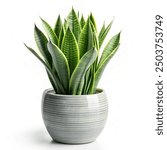 Elegant ceramic pot with a thriving snake plant isolated on a white background 