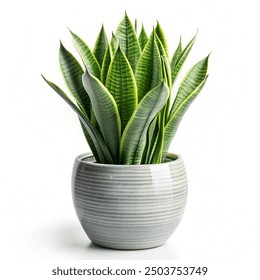 Elegant ceramic pot with a thriving snake plant isolated on a white background  - Powered by Shutterstock