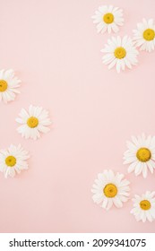 Elegant chamomile daisy flower buds on pastel pink background with blank mockup copy space. Flat lay, top view brand, blog, website, social media template - Shutterstock ID 2099341075