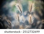 Elegant close up photograph of wild plants captured with a Leica Noctilux lens, highlighting delicate details and creating a soft focus effect.