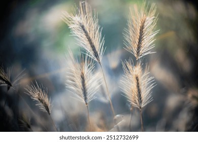 Elegant close up photograph of wild plants captured with a Leica Noctilux lens, highlighting delicate details and creating a soft focus effect.