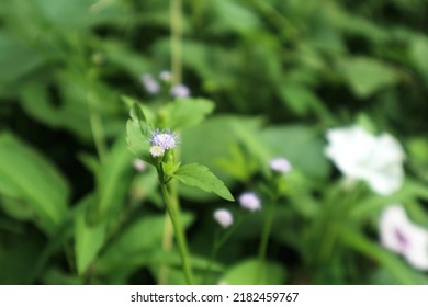 Elegant commelina flowers in garden. Elegant the dayflowers in garden - Shutterstock ID 2182459767