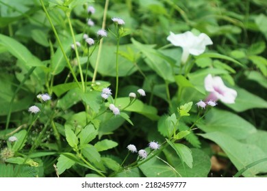 Elegant commelina flowers in garden. Elegant the dayflowers in garden - Shutterstock ID 2182459777