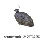 Elegant Crested Tinamou isolated on white background