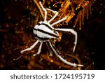 elegant crinoid squat lobster balck and white