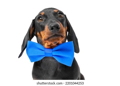 An Elegant Dachshund Puppy Dressed Up For A Party In A Blue Bow Tie, Highlighted On A White Background. Dress Code For Wedding, Gala Party, Award Presentation. Dog Clothing And Accessories Store.