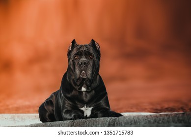 Elegant dog breed the cane Corso is lying in autumn Park.
