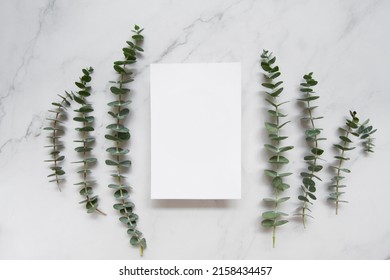 Elegant eucalyptus background . Floral backround .  - Shutterstock ID 2158434457