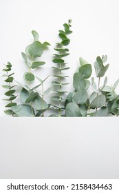 Elegant Eucalyptus Background . Floral Backround . 