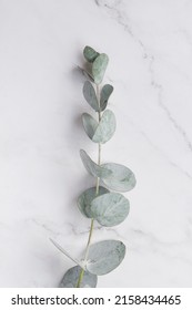 Elegant Eucalyptus Background . Floral Backround . 