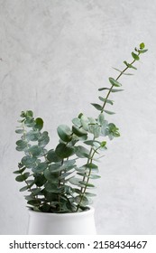 Elegant eucalyptus background . Floral backround .  - Shutterstock ID 2158434467