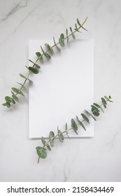 Elegant eucalyptus background . Floral backround .  - Shutterstock ID 2158434469