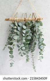 Elegant Eucalyptus Background . Floral Backround . 