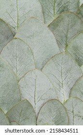 Elegant eucalyptus background . Floral backround .  - Shutterstock ID 2158434511