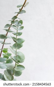 Elegant Eucalyptus Background . Floral Backround . 