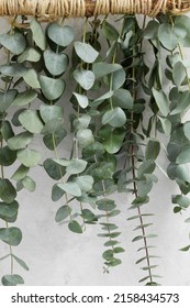 Elegant Eucalyptus Background . Floral Backround . 