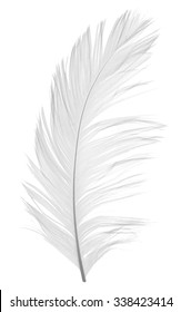 Elegant feather on white background
