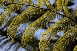 Elegant Fern Leaves Bathed In Sunlight, Revealing Their Intricate Patterns And Fine Details. Their Arching Fronds Contrast Against The Sky, Creating A Serene And Natural Composition