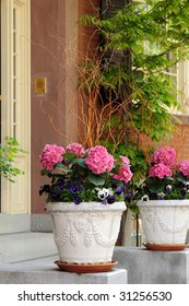 Elegant Flower Pots With Pink Hidrangea, Pansies And Harry Lauder's Walking Stick Framing House Entrance